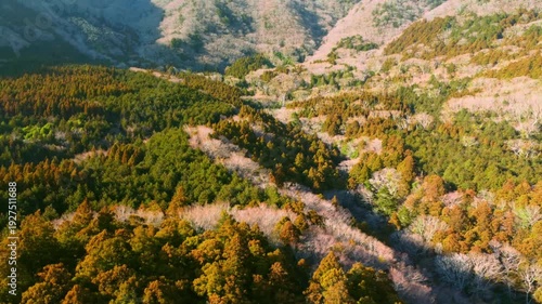 冬に咲く桜が紅葉した山をピンクに染めるダイナミックな空撮