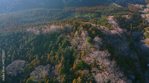 冬に咲く桜が紅葉した山をピンクに染めるダイナミックな空撮