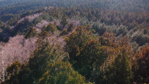冬に咲く桜が紅葉した山をピンクに染めるダイナミックな空撮