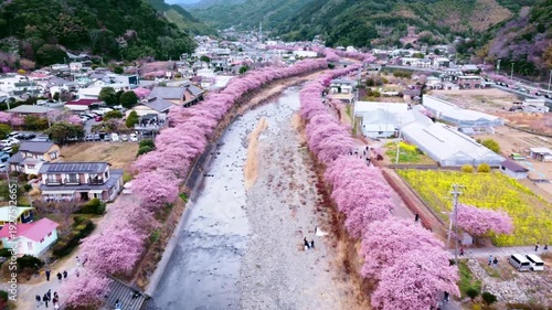 川沿いにずらーっと並んで咲いた満開の桜を空撮