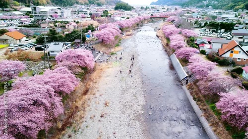 川沿いにずらーっと並んで咲いた満開の桜を空撮