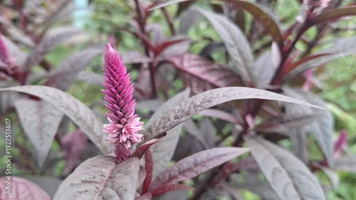 Close-up of Pink Celosia Spicata Flower with Dark Purple Leaves Swaying Gently in the Wind in a Garden