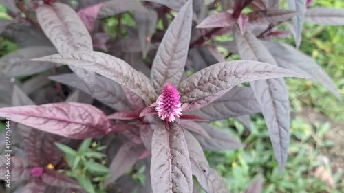Close-up of Pink Celosia Spicata Flower with Dark Purple Leaves Swaying Gently in the Wind in a Garden