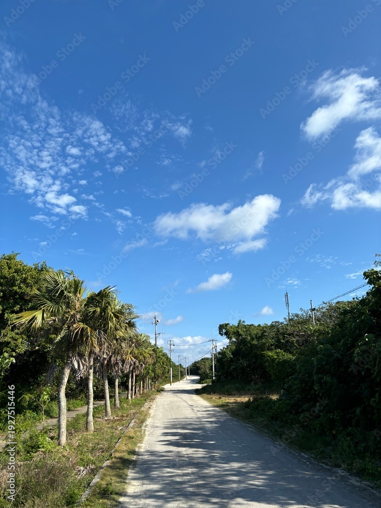 Fototapeta premium Tropical pathway lined with palm trees under bright blue sky