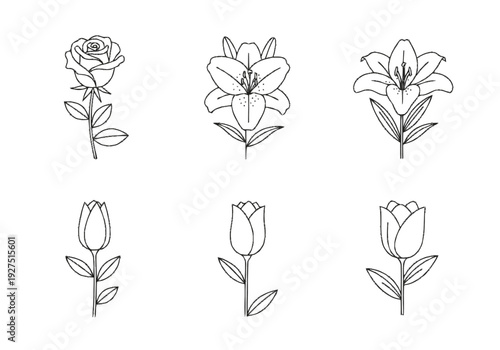 Collection of Hand Drawn Floral Line Art Illustrations