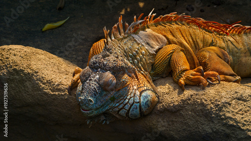 Arboreal lizard-like iguana with a dorsal crest sleeping on riverbanks in a forest