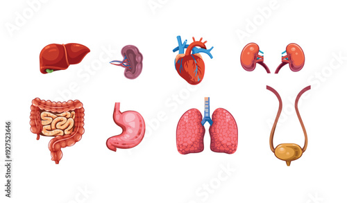 Human Internal Organs Anatomy Set