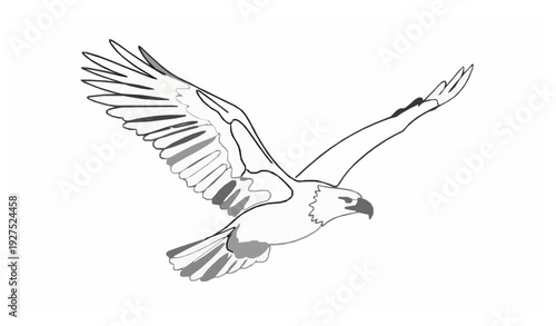 Continuous line bald eagle glide illustration minimalist USA national bird vector art isolated on white