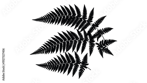 A black and white image of a fern leaf isolated on white background, Vector