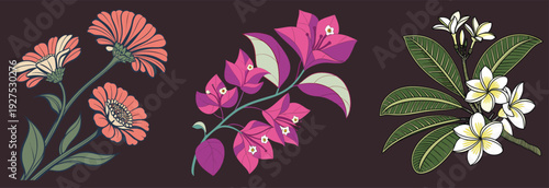 Collection of Hand Drawn Tropical Flowers with Bougainvillea, Plumeria and Calendula Isolated on Dark Brown Background
