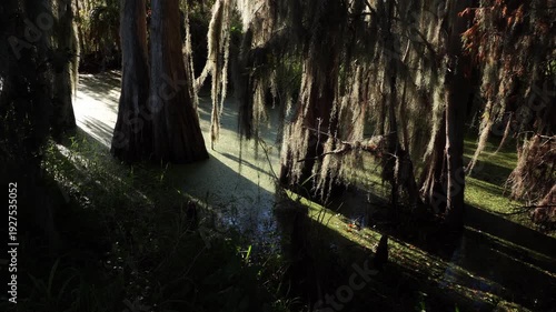 The surface of the water is dazzled by spots of light and covered with a layer of vegetation that turns it into a natural work of art.
