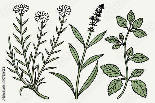 Scientific Herbal Flowers Medical Botanical Drawing