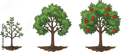 Apple Tree Growth Stages Vector Illustration Set with Seedling Young Tree and Mature Fruit Bearing Tree Icons for Gardening and Nature Design