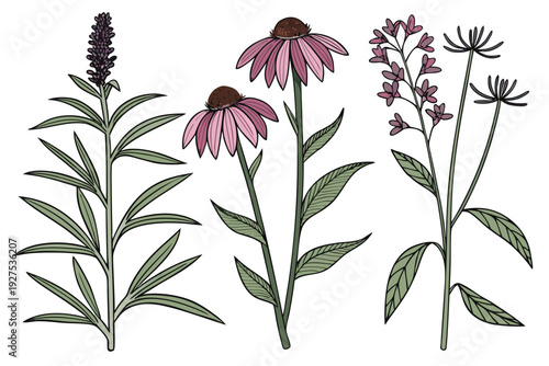 Medicinal Plants Botanical Vector Illustration Set