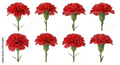 eight vibrant red carnation flowers standing against a bright clean and plain white backdrop floral designs