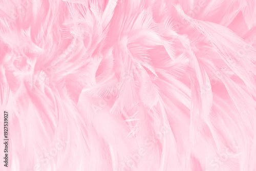 Beautiful soft pink bird feathers pattern texture background.