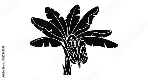 Black silhouette of tropical banana plant with fruit striking design silhouette