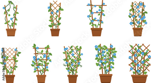 Potted Climbing Blue Flower Plants Vector Illustration Set with Wooden Trellis Supports and Decorative Garden Vines Collection
