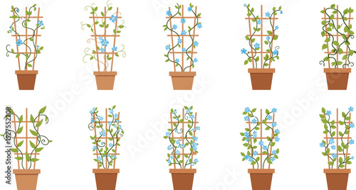 Climbing Flower Plants in Pots Vector Illustration Set with Wooden Trellis Support and Blue Blossoms Decorative Garden Collection