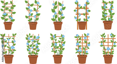 Potted Climbing Plant Set Vector Illustration with Trellis Support, Blue Flowers, and Decorative Indoor Garden Design