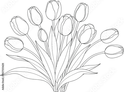 Tulip Bouquet Line Art Vector Illustration with Elegant Spring Flowers, Floral Outline Drawing, and Botanical Sketch Design
