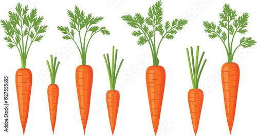 Fresh Carrot Set Vector Illustration with Different Shapes and Sizes of Orange Root Vegetables with Green Leaves Isolated on Background