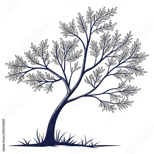 tamarisk saltcedar line art vector