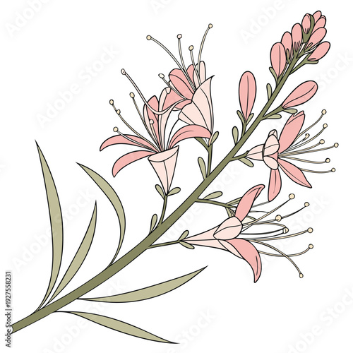 tamarisk saltcedar  vector on white