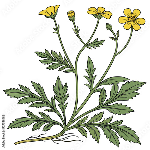 tagetes minuta with branch on white background