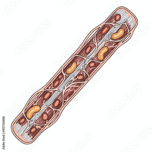 Detailed Cross Section of a Human Blood Vessel Showing Layers and Blood Flow