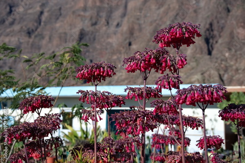 Closeup of blooming flowers against rocky background in Cape Verde