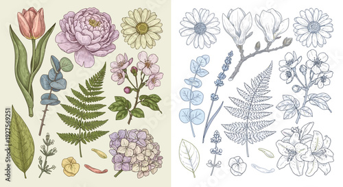 A collection of detailed botanical illustrations featuring various flowers, leaves, and ferns, presented in both color and monochrome.