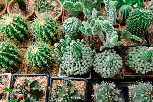 A tropical cactus garden is popular for home decoration.