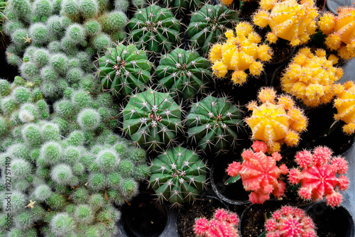 A tropical cactus garden is popular for home decoration.