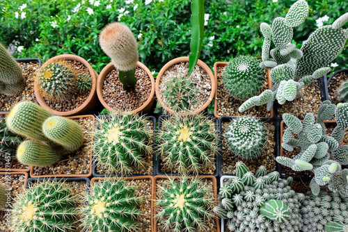 A tropical cactus garden is popular for home decoration.