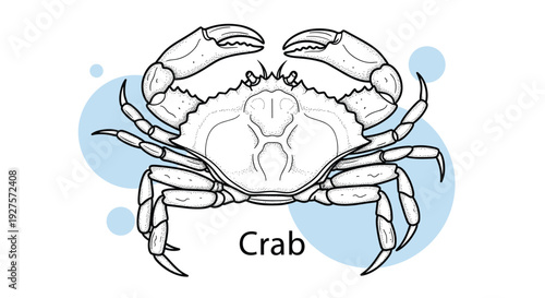 Detailed line drawing of a crab with its claws open against a background of soft blue circles with the word Crab below.