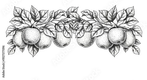 Vintage Apple Tree Branch Frame Illustration in Black and White Engraving Style