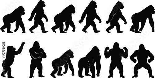 Large gorilla silhouette collection showing walking, standing and powerful poses, primate wildlife animal set isolated on light background for nature illustration and mascot branding