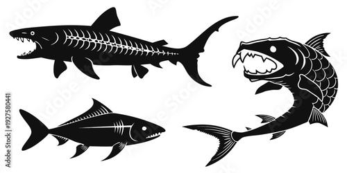 Evolution of sharks illustrated in a black and white drawing Vector