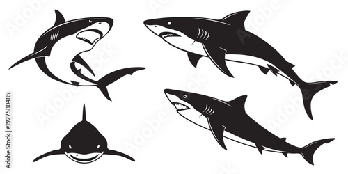 Four different types of sharks swimming in the ocean with one shark facing up Vector