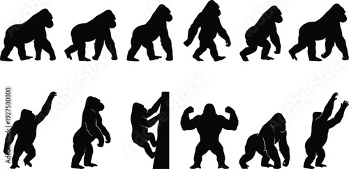 Gorilla silhouette set featuring walking poses, climbing, standing and strong poses, wildlife animal collection isolated on light background for nature design and mascot branding