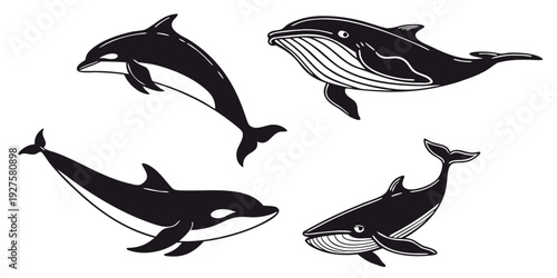 Illustration of different types of aquatic mammals swimming in the ocean Vector