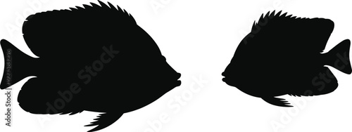 Tropical fish silhouettes set, detailed marine aquarium species side view isolated on white background aquatic illustration collection