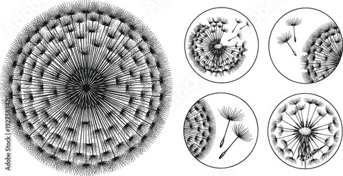 Detailed dandelion seed head and flying seeds botanical illustration set, black silhouette floral elements isolated on light background for nature design and decorative artwork
