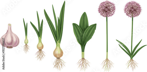 Onion plant growth stages with roots bulbs leaves and flowering allium isolated on white background botanical agriculture vector illustration