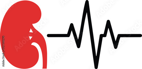 Red kidney icon next to black heartbeat line, medical concept for renal health and cardiology