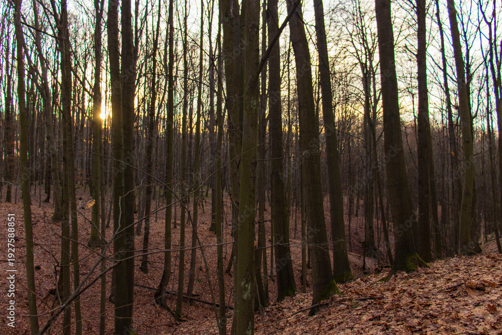 Fototapeta premium Sunset light shining through bare tree trunks in a deep deciduous forest in winter, warm sunlight on fallen brown leaves on the ground, seasonal nature landscape.