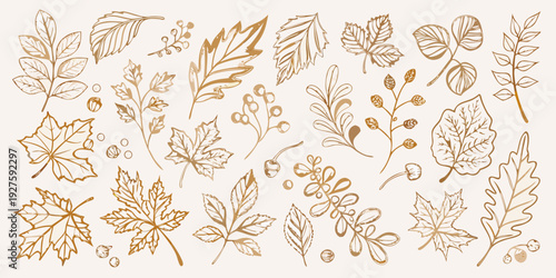 Botanical illustration of various leaves berries and plant elements