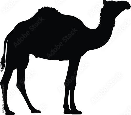 Camel silhouette vector illustration, desert animal standing isolated on white background, wildlife design element for safari, travel, nature, and Middle East concept projects