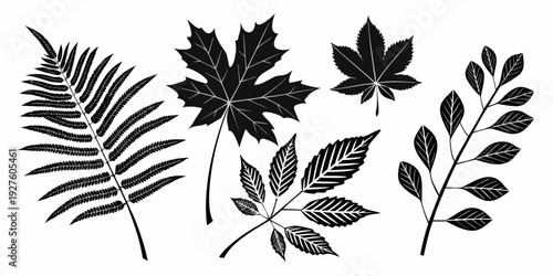 A collection of various leaf silhouettes from different types of trees and plants Vector